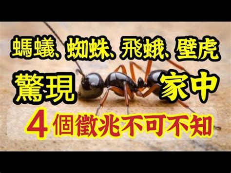 突然出現很多螞蟻|家中突然出現很多小螞蟻怎麼辦？專家教你五招消滅家中小螞蟻、。